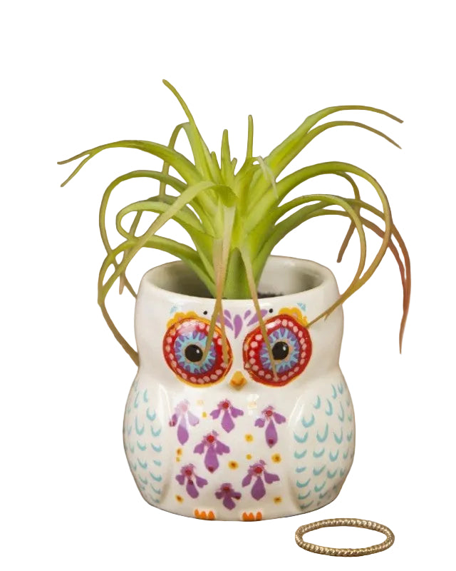 Critter Succulent Owl Gifts and Accessories Natural Life