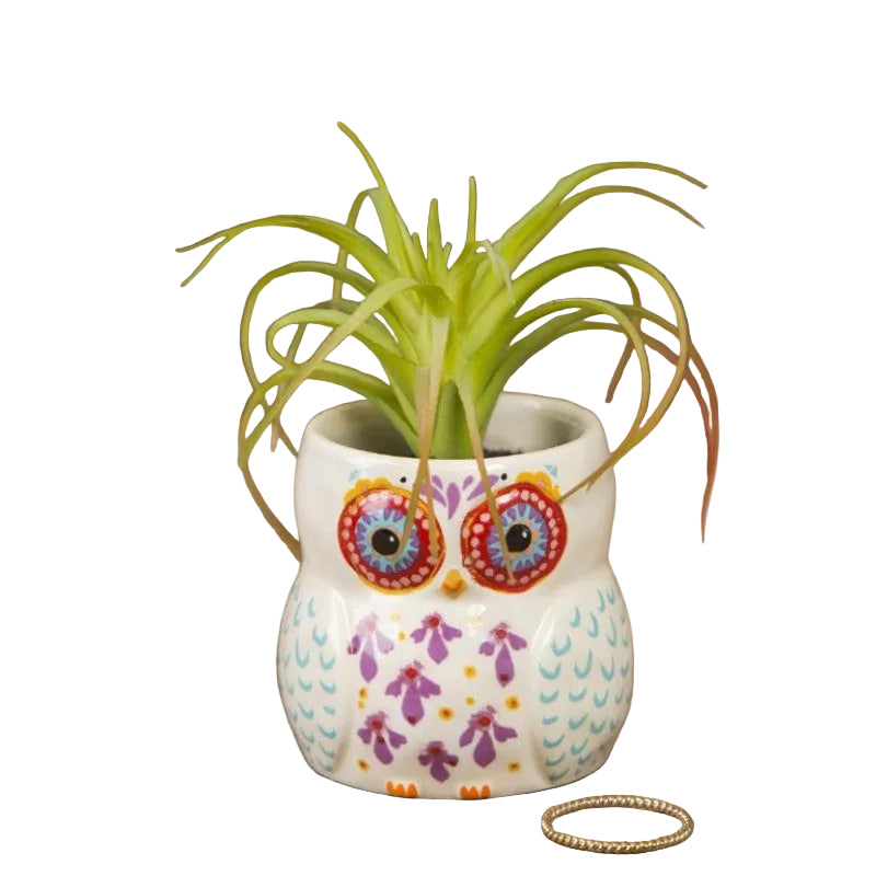 Critter Succulent Owl Gifts and Accessories Natural Life