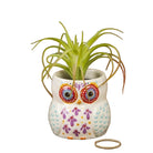 Critter Succulent Owl Gifts and Accessories Natural Life