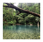 Daintree Rainforest Cards and Wrap Waterlyn