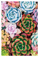 Mini Succulents Cards and Wrap Waterlyn