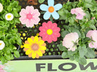 Wooden Flower Press Toy Gifts and Accessories ToysLink